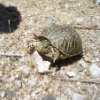 turtle turtle