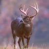 deer.jpg