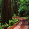Forest_road.jpg
