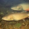 spawning_bull_trout.jpg