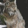 lynx.jpg