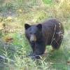 bear on removed road.jpg